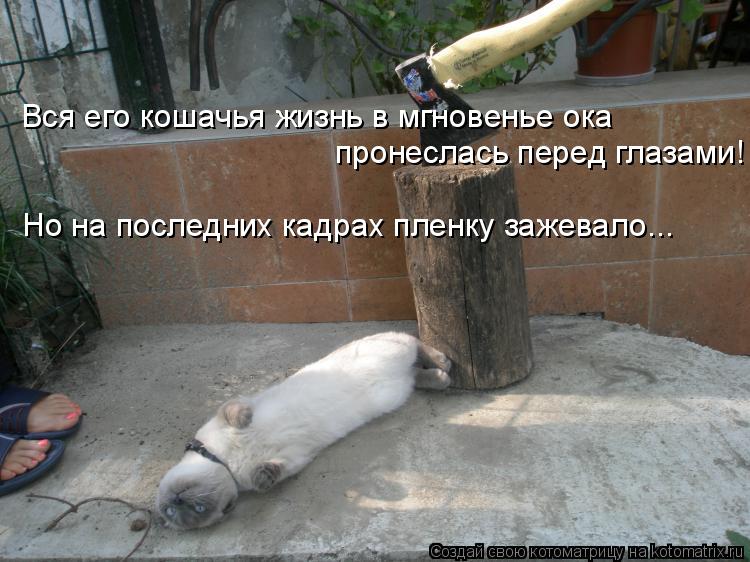 Вся его кошачья жизнь в мгновенье ока пронеслась перед глазами! Но на последних кадрах пленку зажевал... Котоматрица: Вся его кошачья жизнь в мгновенье ока пронеслась перед глазами! Но на последних кадрах пленку зажевало...