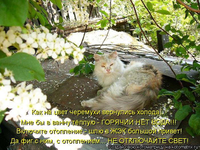 Как на цвет черемухи вернулись холода... Мне бы в ванну тёплую - ГОРЯЧИЙ НЕТ ВОДА!!! Включите отоплен... Котоматрица: Как на цвет черемухи вернулись холода... Мне бы в ванну тёплую - ГОРЯЧИЙ НЕТ ВОДА!!! Включите отопление - шлю в ЖЭК большой привет! Да фиг с ним,