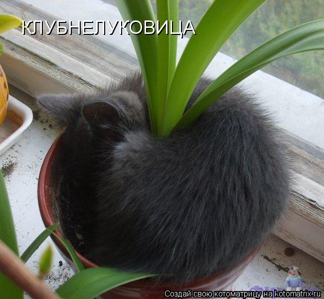 КЛУБНЕЛУКОВИЦА... Котоматрица: КЛУБНЕЛУКОВИЦА