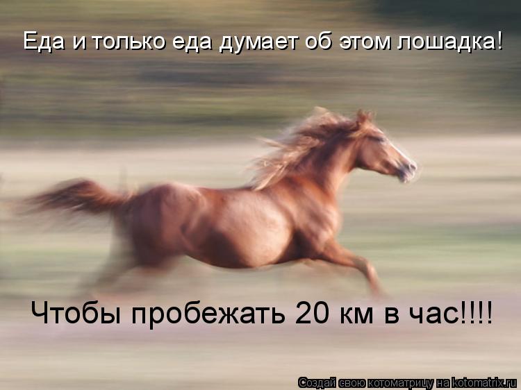 Еда и только еда думает об этом лошадка! Чтобы пробежать 20 км в час!!!!... Котоматрица: Еда и только еда думает об этом лошадка! Чтобы пробежать 20 км в час!!!!