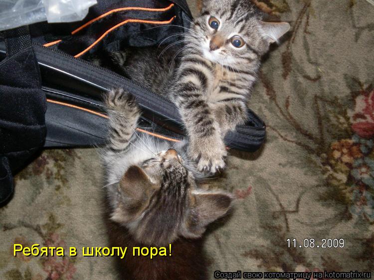 Ребята в школу пора!... Котоматрица: Ребята в школу пора!