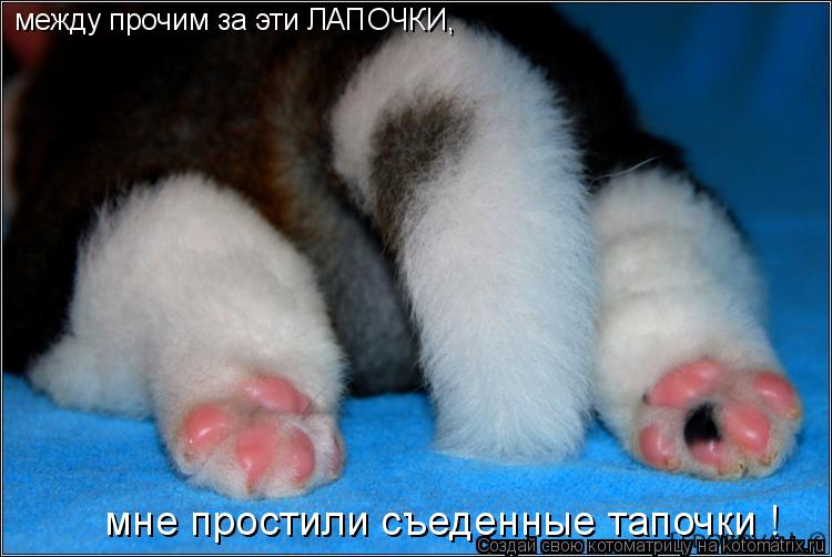 между прочим за эти ЛАПОЧКИ, мне простили съеденные тапочки !... Котоматрица: между прочим за эти ЛАПОЧКИ, мне простили съеденные тапочки !