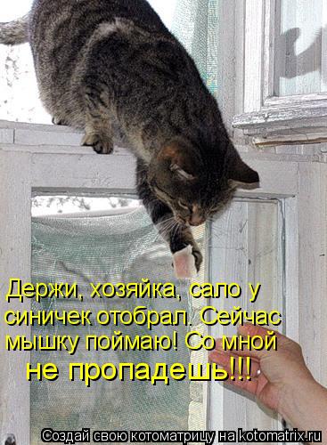 Держи, хозяйка, сало у синичек отобрал. Сейчас мышку поймаю! Со мной не пропадешь!!!... Котоматрица: Держи, хозяйка, сало у синичек отобрал. Сейчас мышку поймаю! Со мной не пропадешь!!!