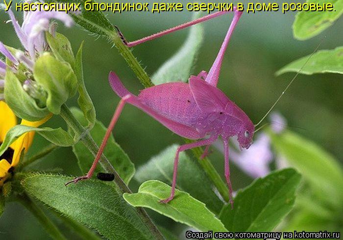 У настоящих блондинок даже сверчки в доме розовые.... Котоматрица: У настоящих блондинок даже сверчки в доме розовые.