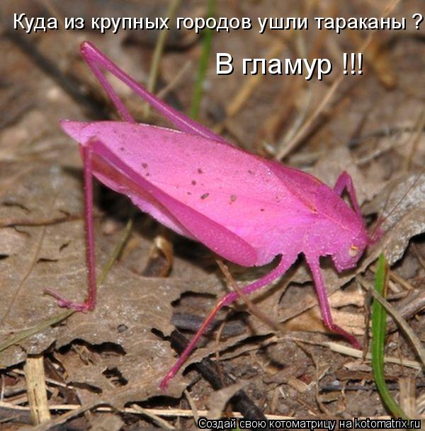 Куда из крупных городов ушли тараканы ? В гламур !!!... Котоматрица: Куда из крупных городов ушли тараканы ? В гламур !!!