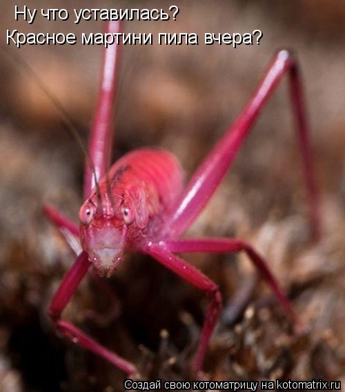 Ну что уставилась? Красное мартини пила вчера?... Котоматрица: Ну что уставилась? Красное мартини пила вчера?