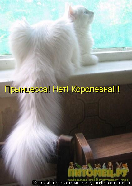 Прынцесса! Нет! Королевна!!!... Котоматрица: Прынцесса! Нет! Королевна!!!