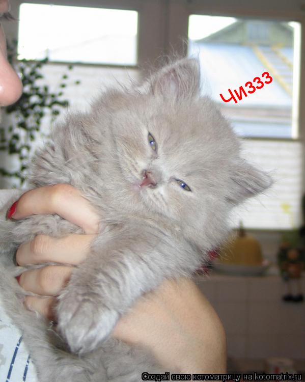 Чиззз... Котоматрица: Чиззз