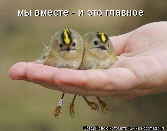 мы вместе - и это главное... Котоматрица: мы вместе - и это главное
