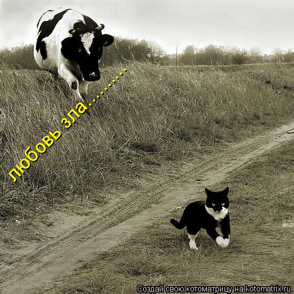 любовь зла............. Котоматрица: любовь зла..........