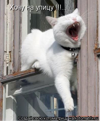 Хочу на улицу !!!...... Котоматрица: Хочу на улицу !!!...