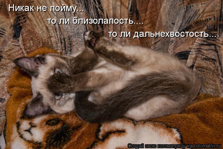 Котоматрица: Никак не пойму... то ли близолапость.... то ли дальнехвостость....
