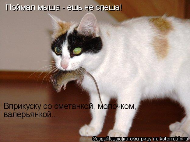 Поймал мыша - ешь не спеша! Вприкуску со сметанкой, молочком, валерьянкой...... Котоматрица: Поймал мыша - ешь не спеша! Вприкуску со сметанкой, молочком, валерьянкой...