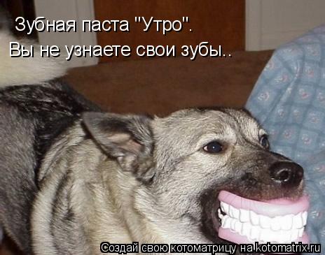 Зубная паста "Утро". Вы не узнаете свои зубы..... Котоматрица: Зубная паста "Утро". Вы не узнаете свои зубы..