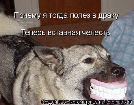 Почему я тогда полез в драку Теперь вставная челесть... Котоматрица: Почему я тогда полез в драку Теперь вставная челесть