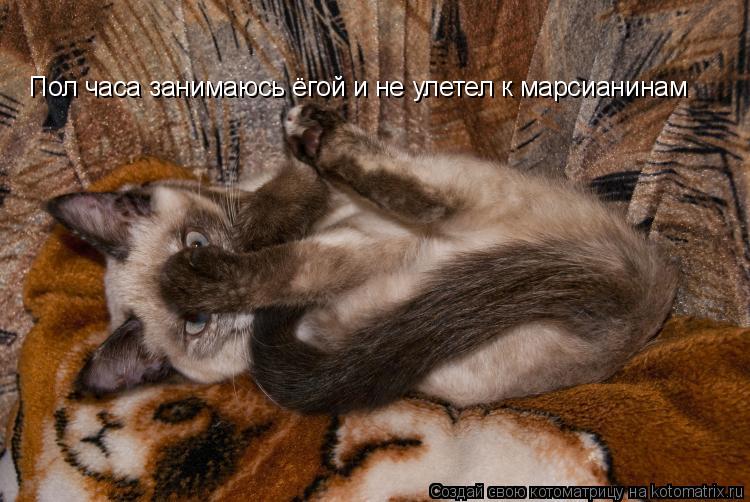 Пол часа занимаюсь ёгой и не улетел к марсианинам... Котоматрица: Пол часа занимаюсь ёгой и не улетел к марсианинам