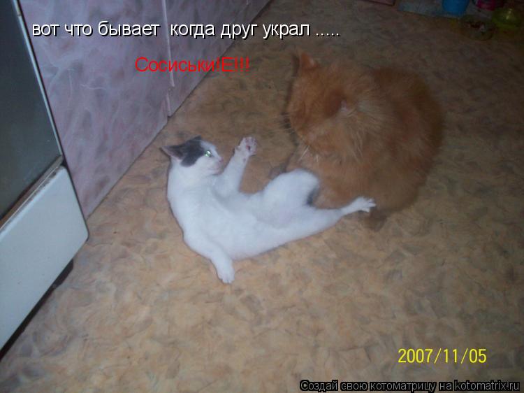 вот что бывает когда друг украл ..... Сосиськи!Е!!!... Котоматрица: вот что бывает когда друг украл ..... Сосиськи!Е!!!