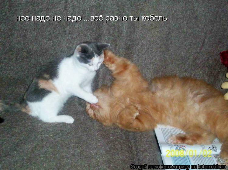 нее надо не надо....всё равно ты кобель... Котоматрица: нее надо не надо....всё равно ты кобель