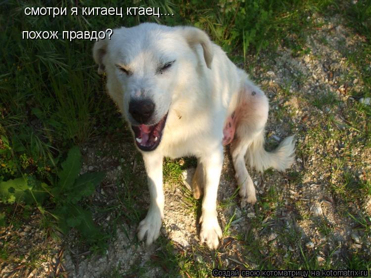 смотри я китаец ктаец.... похож правдо?... Котоматрица: смотри я китаец ктаец.... похож правдо?