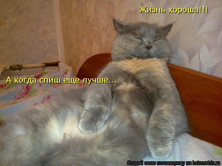 Жизнь хороша!!! А когда спиш еще лучше...... Котоматрица: Жизнь хороша!!! А когда спиш еще лучше...