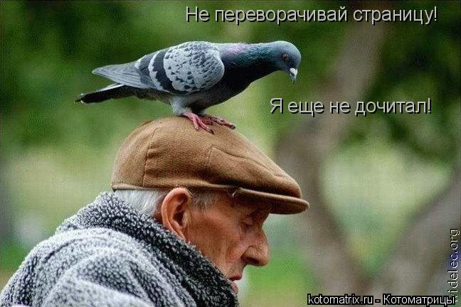 Не переворачивай страницу! Я еще не дочитал!... Котоматрица: Не переворачивай страницу! Я еще не дочитал!