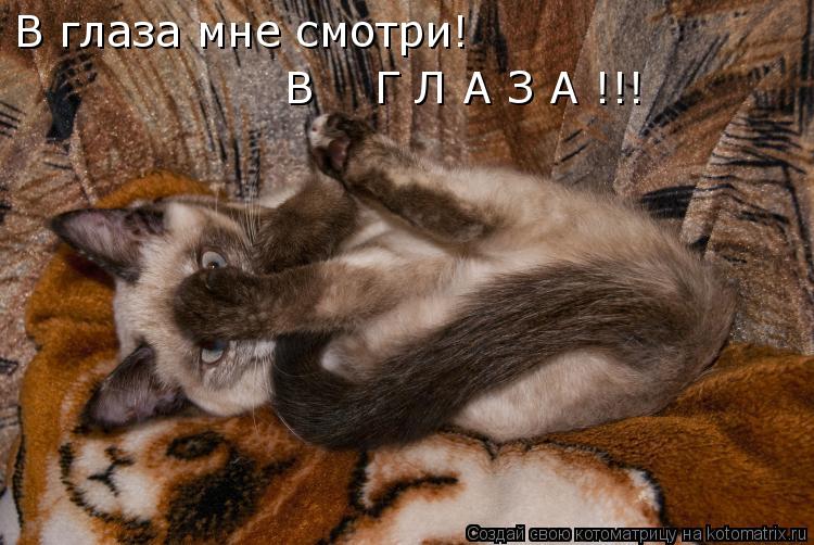 В глаза мне смотри! В Г Л А З А !!!... Котоматрица: В глаза мне смотри! В Г Л А З А !!!