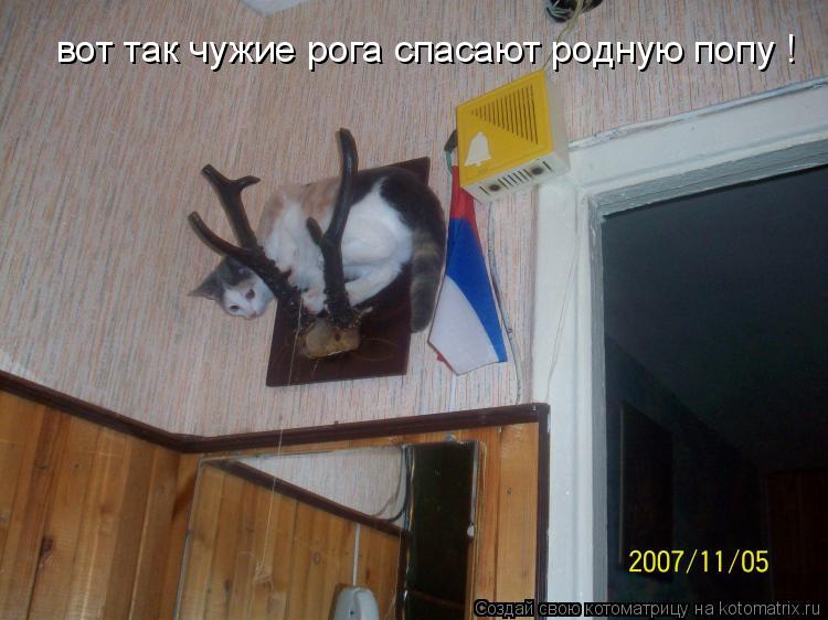 вот так чужие рога спасают родную попу !... Котоматрица: вот так чужие рога спасают родную попу !