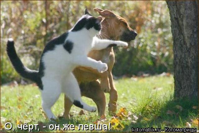 О, чёрт, - он же левша!... Котоматрица: О, чёрт, - он же левша!