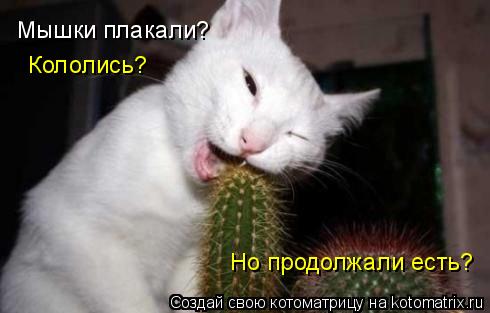 Мышки плакали? Кололись? Но продолжали есть?... Котоматрица: Мышки плакали? Кололись? Но продолжали есть?