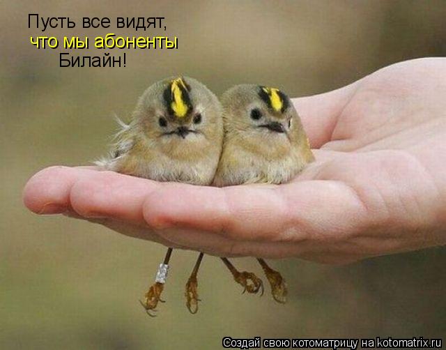 Пусть все видят, что мы абоненты Билайн!... Котоматрица: Пусть все видят, что мы абоненты Билайн!