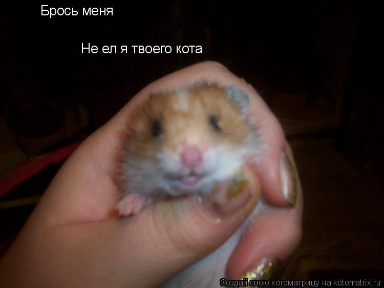Брось меня Не ел я твоего кота... Котоматрица: Брось меня Не ел я твоего кота