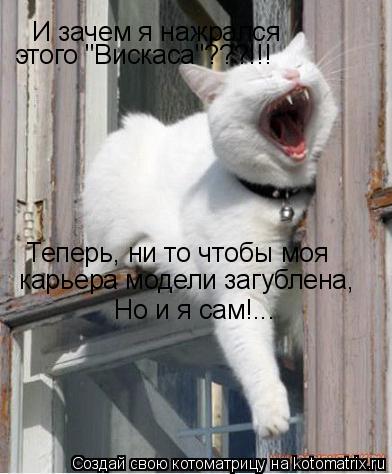 И зачем я нажрался этого "Вискаса"???!!! Теперь, ни то чтобы моя карьера модели загублена, Но и я с... Котоматрица: И зачем я нажрался этого "Вискаса"???!!! Теперь, ни то чтобы моя карьера модели загублена, Но и я сам!...