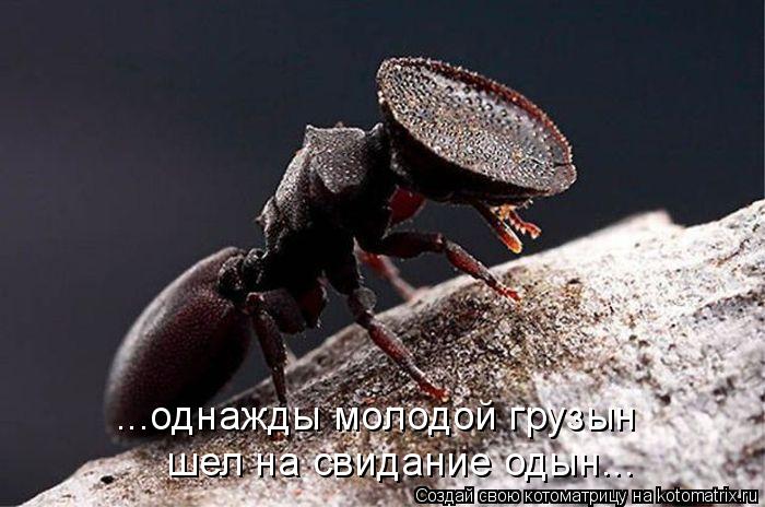 ...однажды молодой грузын шел на свидание одын...... Котоматрица: ...однажды молодой грузын шел на свидание одын...
