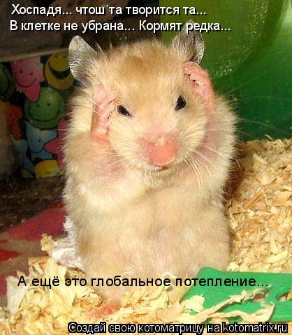 Хоспадя... чтош та творится та... В клетке не убрана... Кормят редка... А ещё это глобальное потеплен... Котоматрица: Хоспадя... чтош та творится та... В клетке не убрана... Кормят редка... А ещё это глобальное потепление...