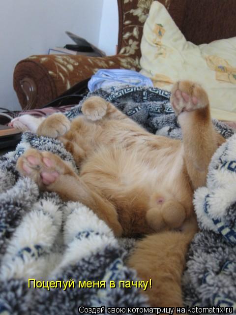 Поцелуй меня в пачку!... Котоматрица: Поцелуй меня в пачку!
