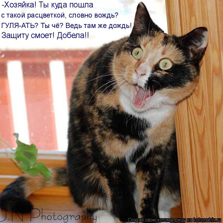 -Хозяйка! Ты куда пошла с такой расцветкой, словно вождь? ГУЛЯ-АТЬ? Ты чё? Ведь там же дождь! Защиту ... Котоматрица: -Хозяйка! Ты куда пошла с такой расцветкой, словно вождь? ГУЛЯ-АТЬ? Ты чё? Ведь там же дождь! Защиту смоет! Добела!!