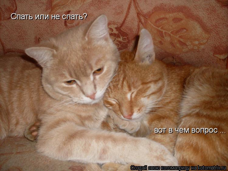 Спать или не спать? вот в чем вопрос ...... Котоматрица: Спать или не спать? вот в чем вопрос ...