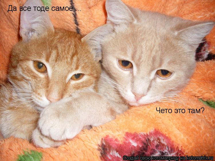 Чето это там? Да все тоде самое ...... Котоматрица: Чето это там? Да все тоде самое ...