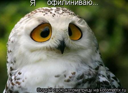офилиниваю... Я... Котоматрица: офилиниваю... Я