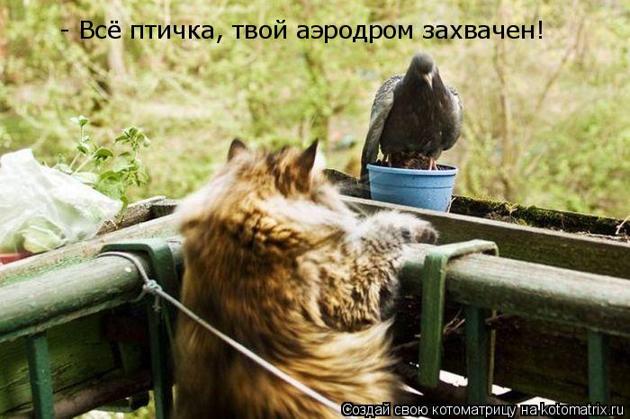 - Всё птичка, твой аэродром захвачен!... Котоматрица: - Всё птичка, твой аэродром захвачен!