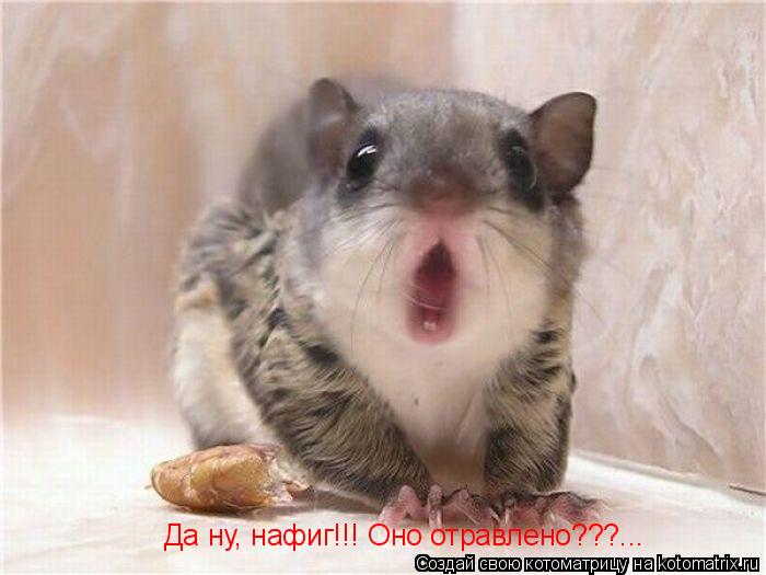 Да ну, нафиг!!! Оно отравлено???...... Котоматрица: Да ну, нафиг!!! Оно отравлено???...