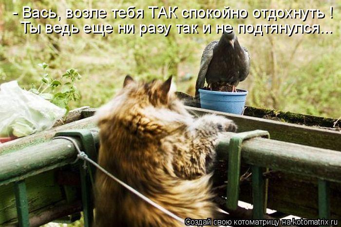 Котоматрица: - Вась, возле тебя ТАК спокойно отдохнуть ! Ты ведь еще ни разу так и не подтянулся...