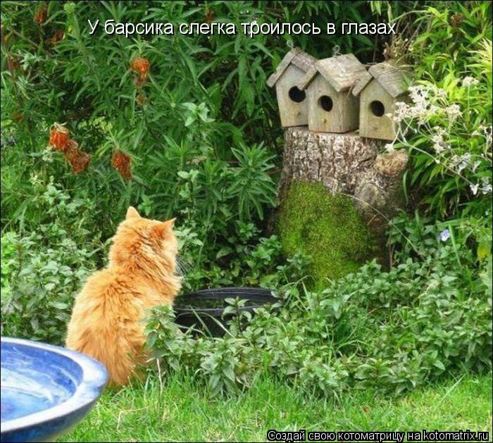 У барсика слегка троилось в глазах... Котоматрица: У барсика слегка троилось в глазах