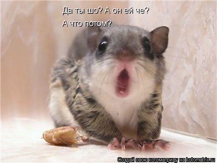 Да ты шо? А он ей че? А что потом?... Котоматрица: Да ты шо? А он ей че? А что потом?