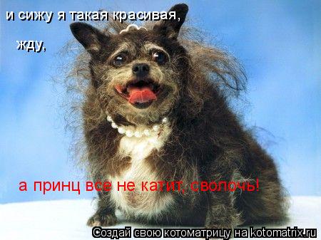 Мисс.... и сижу я такая красивая, жду, а принц все не катит, сволочь!... Котоматрица: Мисс.... и сижу я такая красивая, жду, а принц все не катит, сволочь!