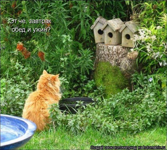 Эт че, завтрак обед и ужин?... Котоматрица: Эт че, завтрак обед и ужин?
