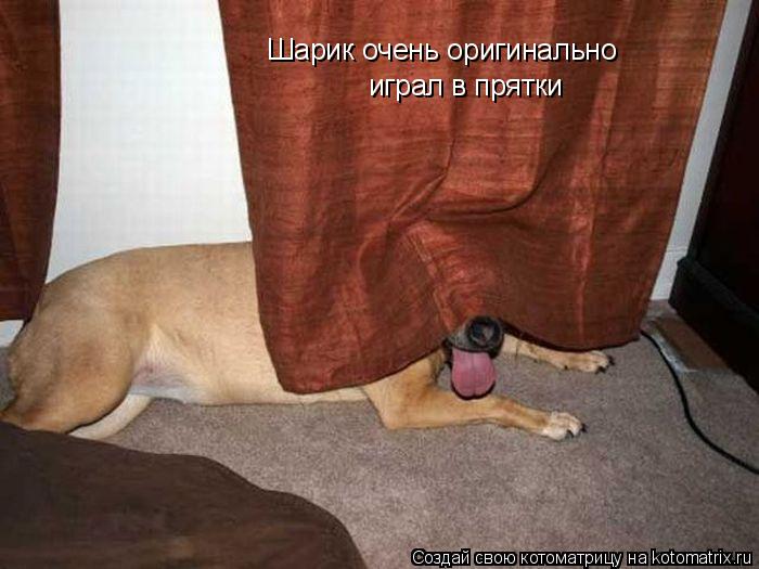 Шарик очень оригинально играл в прятки... Котоматрица: Шарик очень оригинально играл в прятки