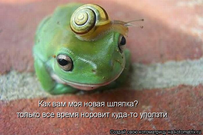 Как вам моя новая шляпка? только все время норовит куда-то уползти... Котоматрица: Как вам моя новая шляпка? только все время норовит куда-то уползти