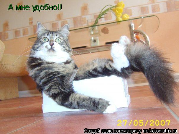 А мне удобно!!... Котоматрица: А мне удобно!!