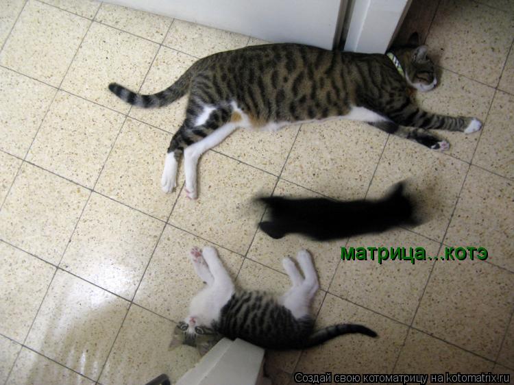 матрица...котэ... Котоматрица: матрица...котэ